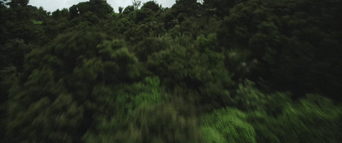 A moving image of a jungle environment panning over the tree tops 